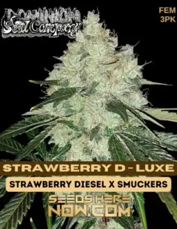 Strawberry D(space)Luxe Feminized Seeds (space) Hybrid strain with 25% THC content