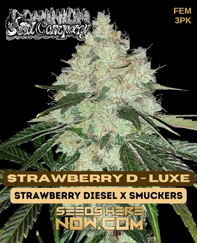 Strawberry D-Luxe Feminized Seeds - Hybrid strain with 25% THC content