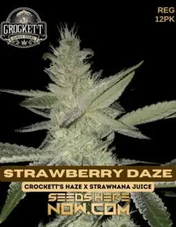Strawberry Daze cannabis seeds by Crockett Family Farms, featuring a blend of Crockett's Haze and Strawnana Juice