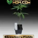 Strawberry Fields Clones - ACC