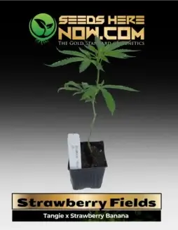 Strawberry Fields Cannabis Clones in a Pot