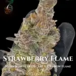 Strawberry Flame (Regular) - Green Fire Genetics