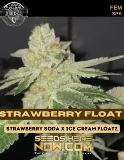 Strawberry Float Feminized Seeds, Strawberry Soda and Ice Cream Floatz Hybrid