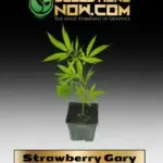 Strawberry Gary Clones - ACC