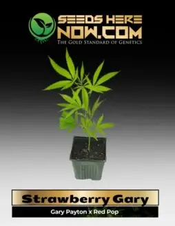 Strawberry Gary Clones showcasing lush green leaves and vibrant trichomes