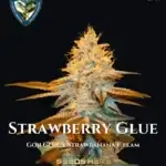 Strawberry Glue 710 Bonus Pack (Feminized) - T.H. Seeds