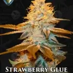 Strawberry Glue (Feminized) - T.H. Seeds
