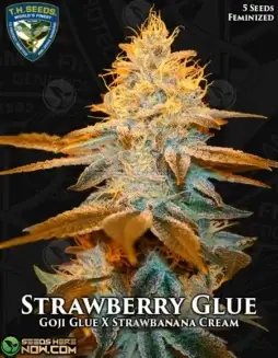 Strawberry Glue Feminized Seeds by T.H. Seeds featuring Goji Glue and Strawbanana Cream lineage