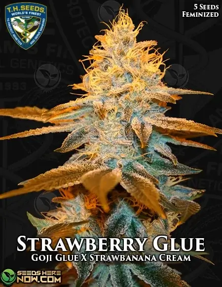 Strawberry Glue Feminized Seeds by T.H. Seeds featuring Goji Glue and Strawbanana Cream lineage