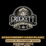 Strawberry Hash Plant (Feminized) - Crockett Family Farms