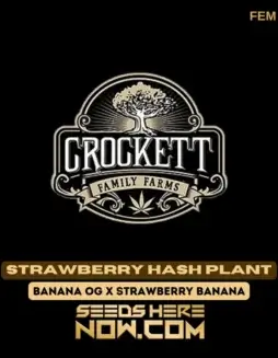 Strawberry Hash Plant Cannabis Seeds by Crockett Family Farms (space) Feminized