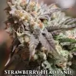 Strawberry Headband (Feminized) - Sin City Seeds