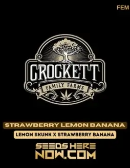 Strawberry Lemon Banana Feminized Seeds featuring citrus, strawberries, and bananas aroma