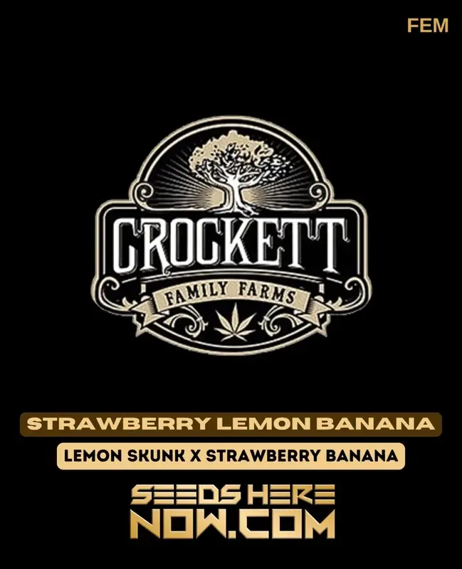 Strawberry Lemon Banana Feminized Seeds featuring citrus, strawberries, and bananas aroma