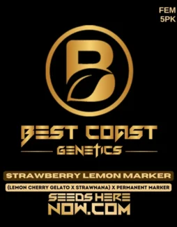 Strawberry Lemon Marker cannabis seeds in a packet (space) High THC Feminized Seeds by Best Coast Genetics