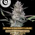 Strawberry Lime (Feminized) - Happy Dreams Genetics