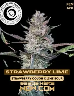Strawberry Lime Feminized Seeds (space) Sweet strawberry and zesty lime flavors
