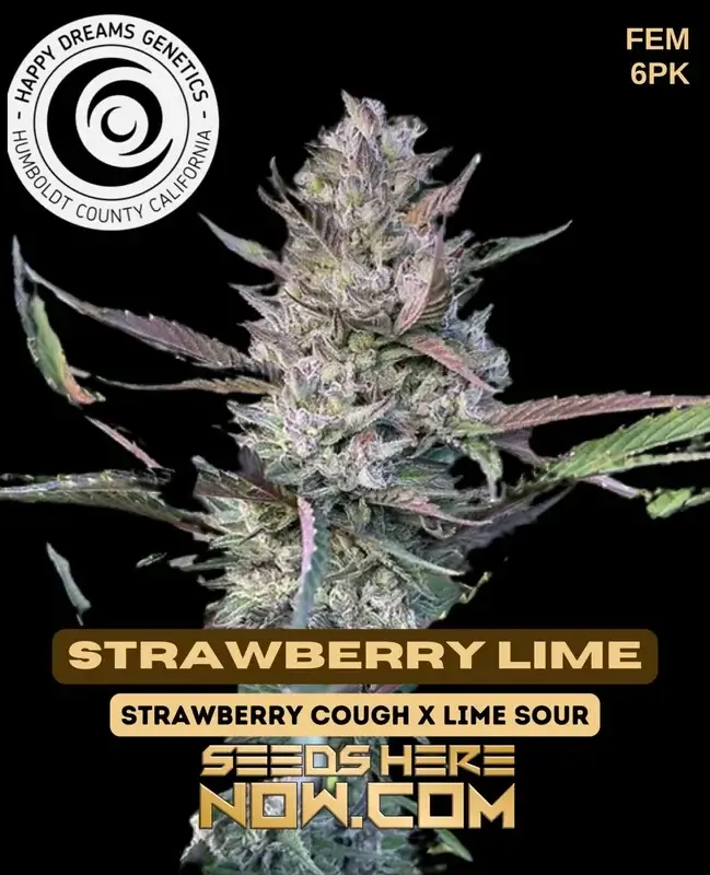 Strawberry Lime Feminized Seeds - Sweet strawberry and zesty lime flavors