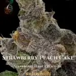Strawberry Peach Cake (Regular) - Green Fire Genetics