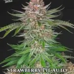 Strawberry Pie (Autoflower) - Fast Buds