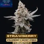 Strawberry S1 (Feminized) - Pure XX