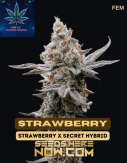Strawberry S1 Feminized Seeds (space) Sweet, Fruity Aroma with 18(space)22% THC