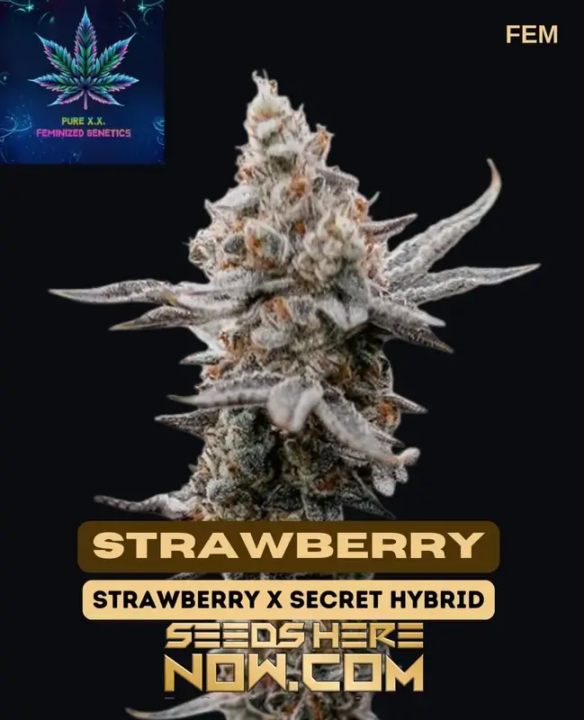 Strawberry S1 Feminized Seeds - Sweet, Fruity Aroma with 18-22% THC