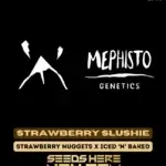 Strawberry Slushie (Autoflower) - Mephisto Genetics