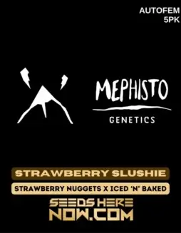 Strawberry Slushie Autoflower Seeds by Mephisto Genetics featuring resin(space)coated buds