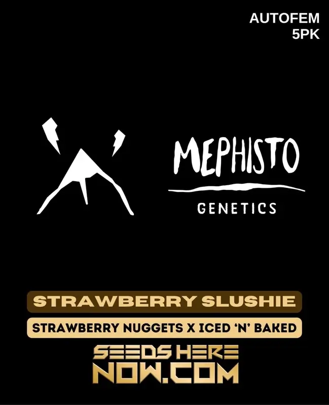 Strawberry Slushie Autoflower Seeds by Mephisto Genetics featuring resin-coated buds
