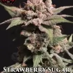Strawberry Sugar (Feminized) - Elev8 Seeds