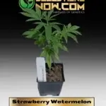 Strawberry Watermelon Clones - ACC