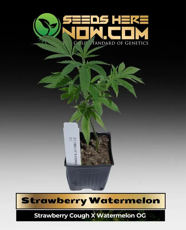 Strawberry Watermelon Cannabis Clones in soil pot