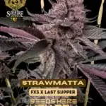 Strawmatta (Feminized) - Solfire Gardens