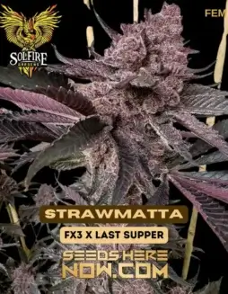 Close(space)up image of Strawmatta feminized cannabis seeds by Solfire Gardens, featuring notes of strawberry and earthy kush.