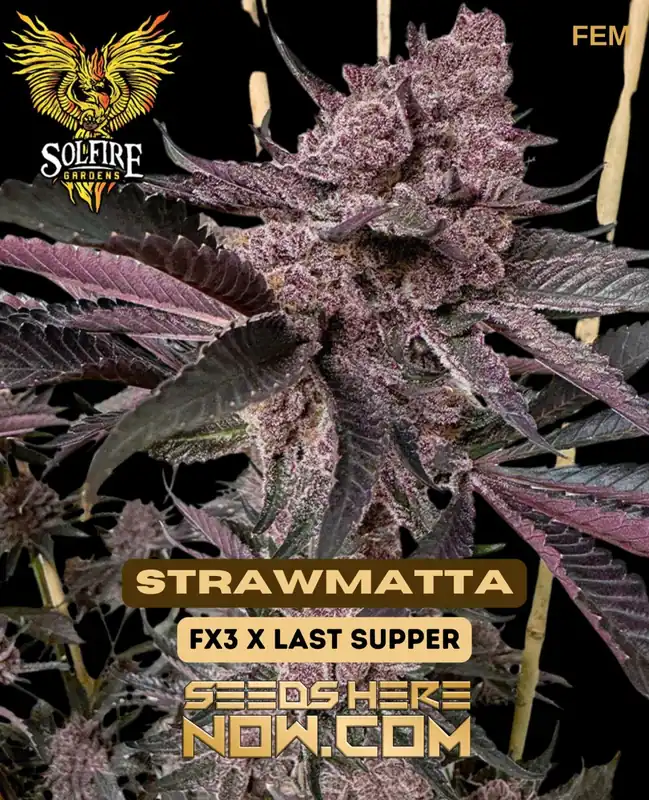 Close-up image of Strawmatta feminized cannabis seeds by Solfire Gardens, featuring notes of strawberry and earthy kush.