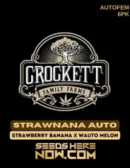 Strawnana Auto Cannabis Seeds, Strawberry Banana cross, 18(space)22% THC by Crockett Family Farms