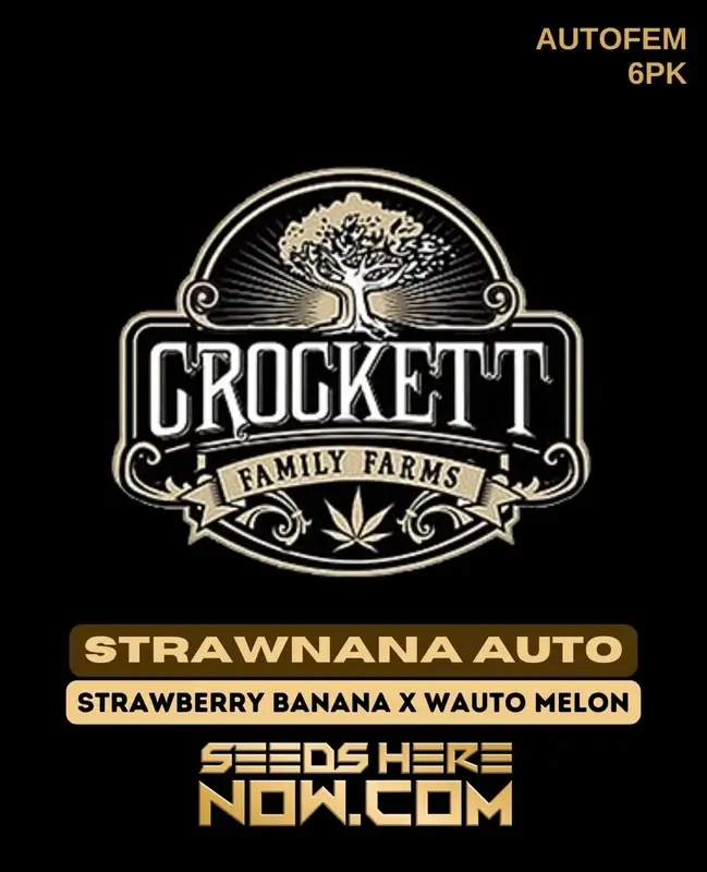 Strawnana Auto Cannabis Seeds, Strawberry Banana cross, 18-22% THC by Crockett Family Farms
