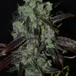 Stretch (Regular) - Second Generation Genetics