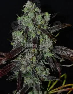 Stretch (space) Regular Cannabis Seeds by Second Generation Genetics featuring Bandaid Haze and Blueberry F4