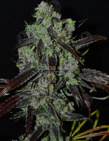 BANDAI - weed Xanadu (Katsu Seeds) :: Cannabis Strain Info :: SeedFinder.eu