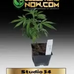 Studio 54 Clones - ACC