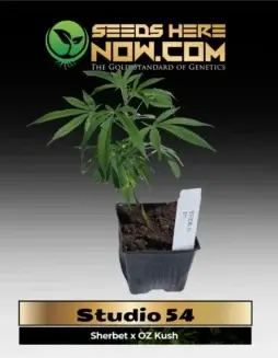 Studio 54 Cannabis Clones in Pots (space) Balanced Hybrid Sherbet x OZ Kush