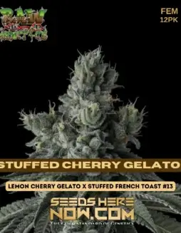 Stuffed Cherry Gelato Feminized Seeds (space) Aromatic and Potent Hybrid Strain