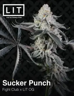 Close(space)up of Sucker Punch feminized cannabis seeds by LIT Farms featuring diesel, citrus, and pine aromas