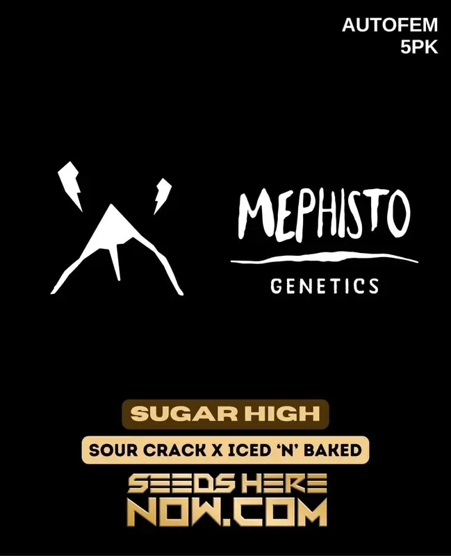 Sugar High Autoflower Seeds - Hybrid, Sour Crack x Iced 'n' Baked, 20-25% THC