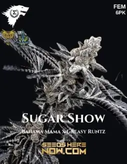 Sugar Show feminized cannabis seeds by Sigma, featuring Bahama Mama x Greasy Runtz lineage