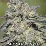Summer Punch (Regular) - Massive Seeds