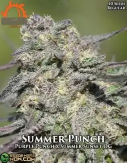 Summer Punch cannabis seeds by Massive Seeds (space) a hybrid blend of Purple Punch and Summer Sunset OG