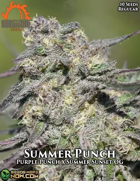 Summer Punch cannabis seeds by Massive Seeds - a hybrid blend of Purple Punch and Summer Sunset OG